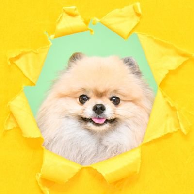 2021.05.19♂
クリームセーブル
基本犬アカのみフォロバ。無言フォロー失礼します🐾 写真の無断転載、無断使用禁止⚠
LINEスタンプ
https://t.co/Y1Fhh3orze