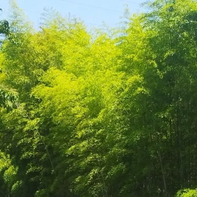 Owkb7qOSrWx8rS8's profile picture. 宜しくです