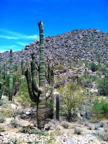 Local_Tucson's profile picture. Two young professionals, @krissy_m and @carrie_bui, sharing what makes Tucson a fun city for living, working, and playing!