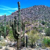 Local Tucson Scene (@local_tucson) 's Twitter Profile