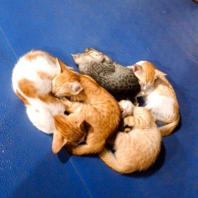 NaHataKeNalayak's profile picture. 