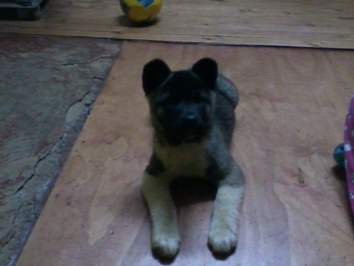 soy amante de los perros tengo. 2perros un pitbul y un akita hembra yo trabajo en locomocion
