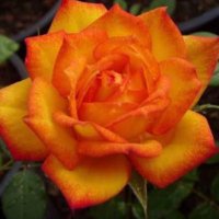 💫 (@_amine_88) Twitter profile photo