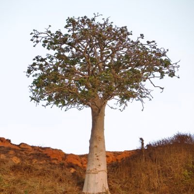 ojcamara's profile picture. 