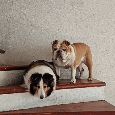 patmimor's profile picture. 