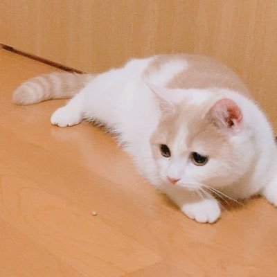 きなこもちさんのプロフィール画像