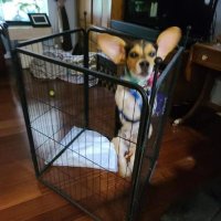 Pansy The Puppy (@pansythebeagle) Twitter profile photo