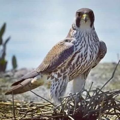 kassim50's profile picture. 