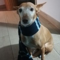 arnua (@akn_alt_pi) 's Twitter Profile