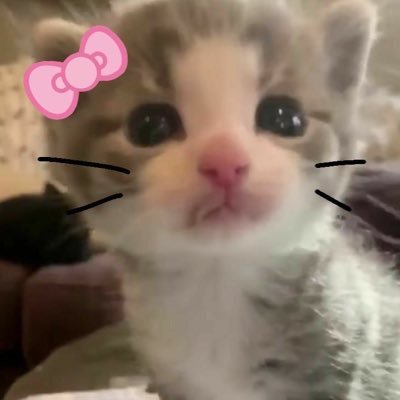 teddypxach Profile Picture