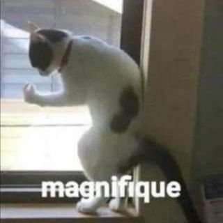 LGoudinho's profile picture. Cat fan, but I don't own one :(