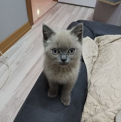 dropbeyi's profile picture. irys-verify-0xdbe191-dropbeyi