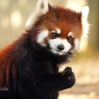 번개장터 : 콘치즈123 디엠알람이 잘 오지 않습니다 오픈카톡으로 연락주시면 빠른답변가능합니다 https://t.co/tbAkLQbS4U