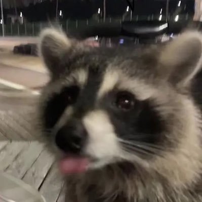 nikobite_'s profile picture. he/him • pl/eng • early 20s • silly doggo • 🏳️‍🌈 • BMTH enjoyer • also @nikobite.bsky.social