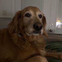 Reid (@reidthesloth) 's Twitter Profile