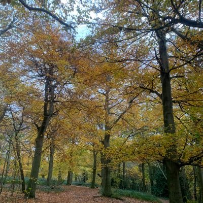 kri1ika's profile picture. 