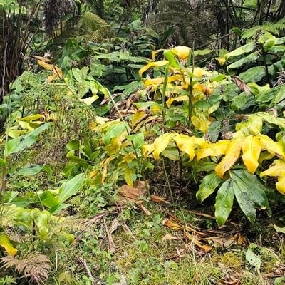 ButterballBear's profile picture. 