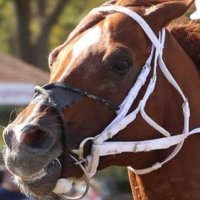 Ed Coletti (@ejcracingstable) 's Twitter Profile