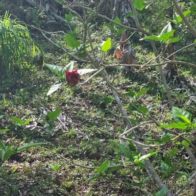 Devot0512's profile picture. 