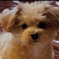 由美 【求】パシフィコ、NHK (@yumi717) Twitter profile photo