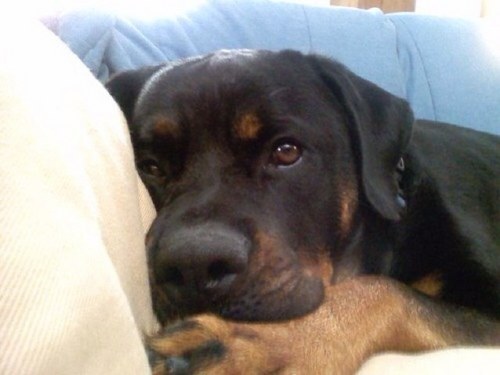 zojofin's profile picture. Mother, grandmother, hairstylist and very proud to have voted for President Obama.