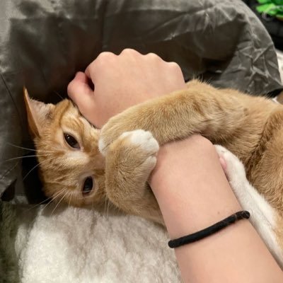 kiwikiwibean's profile picture. a silly bean