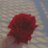 narjess1749653's profile image