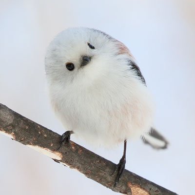 テナさんのプロフィール画像