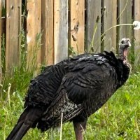 gord wilson (@gordwilson) 's Twitter Profile