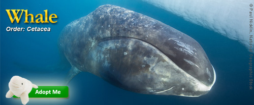 connorstack's profile picture. My heart is as big as a car.