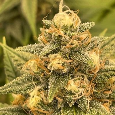 Stoner Buds a community where businesses and consumers can search and discover cannabis products join us at 👇👇