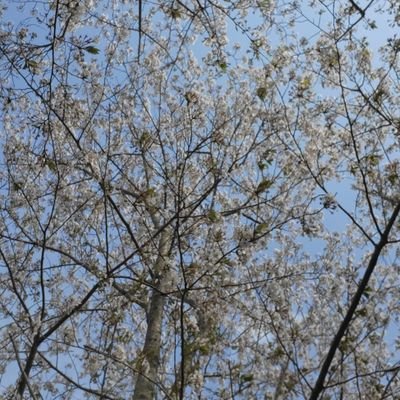 zwei_fluegel_01's profile picture. 