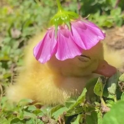 kiaamandamanda's profile picture. 