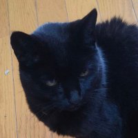 Sakuratamako (@_sakuratamako_) 's Twitter Profile Photo Sakuratamako (@_sakuratamako_) 's Twitter Profile Photo