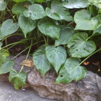 Cj17Jcarlos's profile picture. 