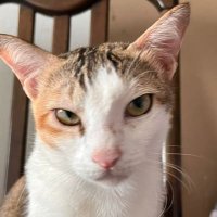 Portal Recife Vôlei (@portalvole40325) 's Twitter Profile