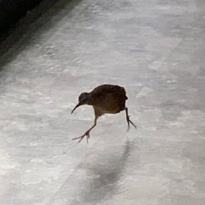 Jfiepさんのプロフィール画像