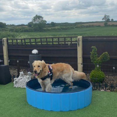 2 Golden Retrievers and 2 Shih Tzu’s who muck about a lot. HARRY DOB 17 SEP 2020 SCOOBY DOB 5TH MARCH 2021 FREDDIE & FRANKIE (BROTHERS) DOB 15TH APRIL 2022