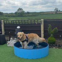 WORLD OF HARRY, SCOOBY FREDDIE & FRANKIE (@scoobyandharry) Twitter profile photo
