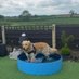 WORLD OF HARRY, SCOOBY FREDDIE & FRANKIE (@scoobyandharry) Twitter profile photo WORLD OF HARRY, SCOOBY FREDDIE & FRANKIE (@scoobyandharry) Twitter profile photo