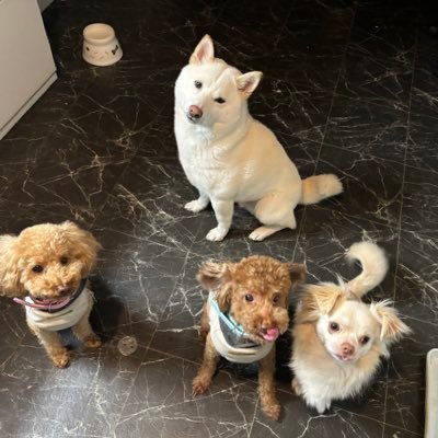 co10pe12ka9ku6's profile picture. ママ♀︎パパ♂︎8ヶ月息子👶わんちゃん4人🐾🐾🐾7人家族🍼 トイプードルのここあちゃん🩷トイプードルのぺるくん💜柴犬のかいくん💙チンチワのくうくん💛の日常