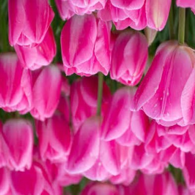 MeridaIG's profile picture. 