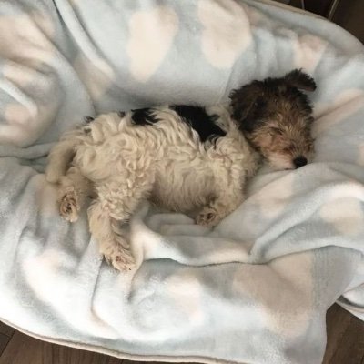 hennyinthehouse's profile picture. ᓚᘏᗢ 〄 🧶