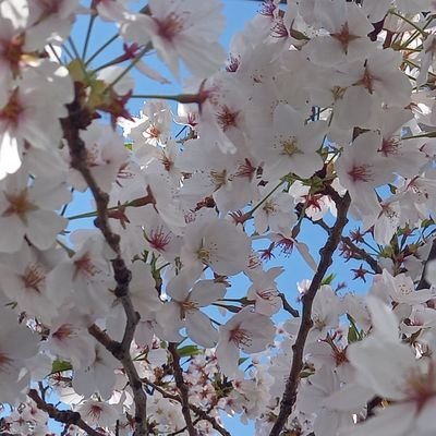 スノーさんのプロフィール画像