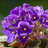 menekshee's profile image