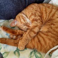 祥 (@fake_diamond) 's Twitter Profile Photo