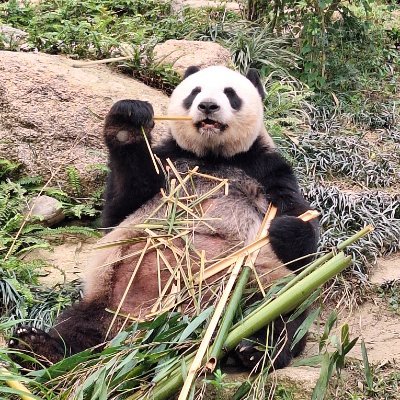 PsyRNA's profile picture.
