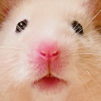 ハムサピエンス (@hamusapi_pi) 's Twitter Profile