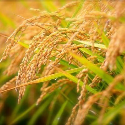 Passionate about #PlantPathology, #Rice🌾 #MagnaportheOryzae, #FunctionalGenomics, #Transcription_factors, #Bioinformatics, #RStats, #PhD @ZJU_China