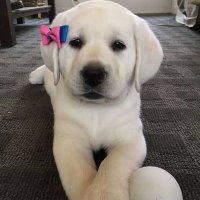 Lily (@mrsmanoban23) 's Twitter Profile